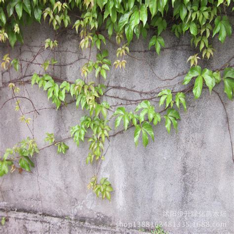 會攀爬的植物|多年生爬牆植物級藤蔓植物有哪些